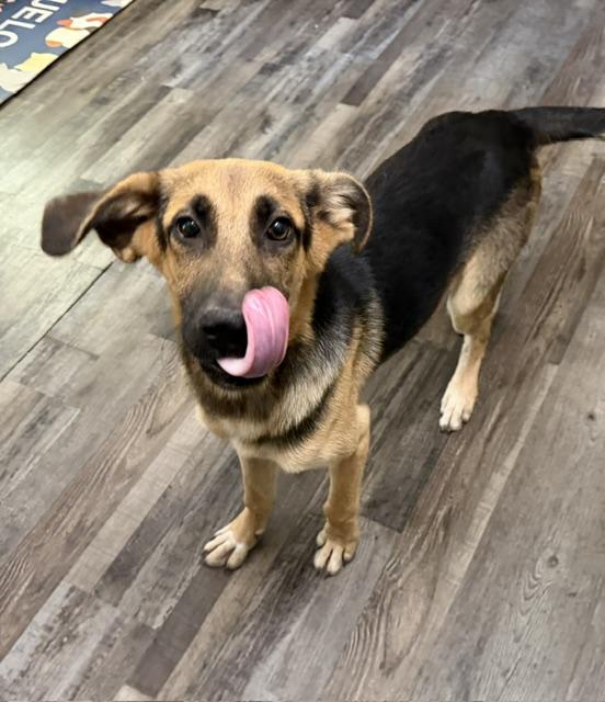 Enlarge Dunkin DoorDash, a Adoptable mixed breed in Woburn, MA image 1/6