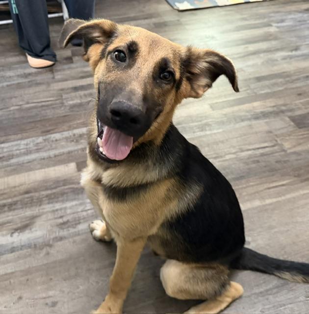 Enlarge Dunkin DoorDash, a Adoptable mixed breed in Woburn, MA image 6/6