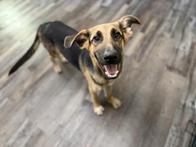 Enlarge Dunkin DoorDash, a Adoptable mixed breed in Woburn, MA image 3/6