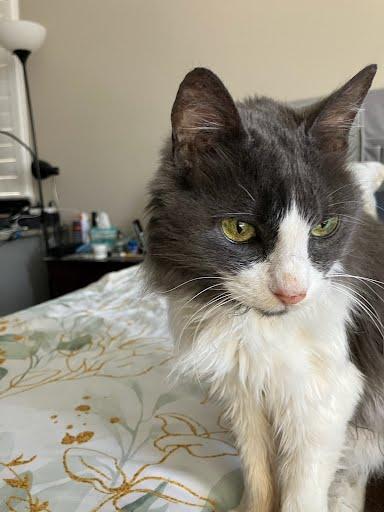 Enlarge Sophie, a Adopted Domestic Long Hair in Elk Grove, CA image 1/1