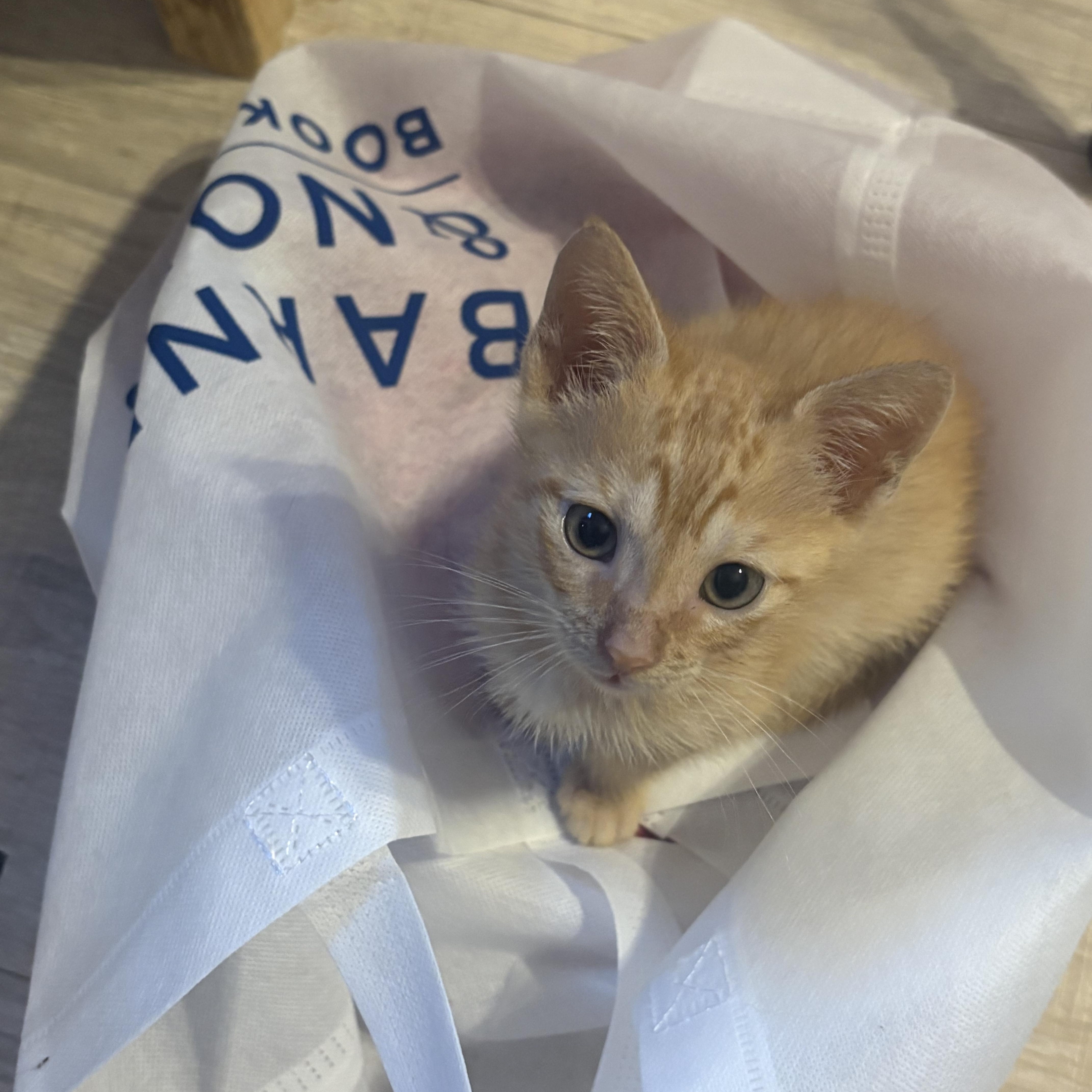 Cheddar, adopted, Young Male Domestic Short Hair.