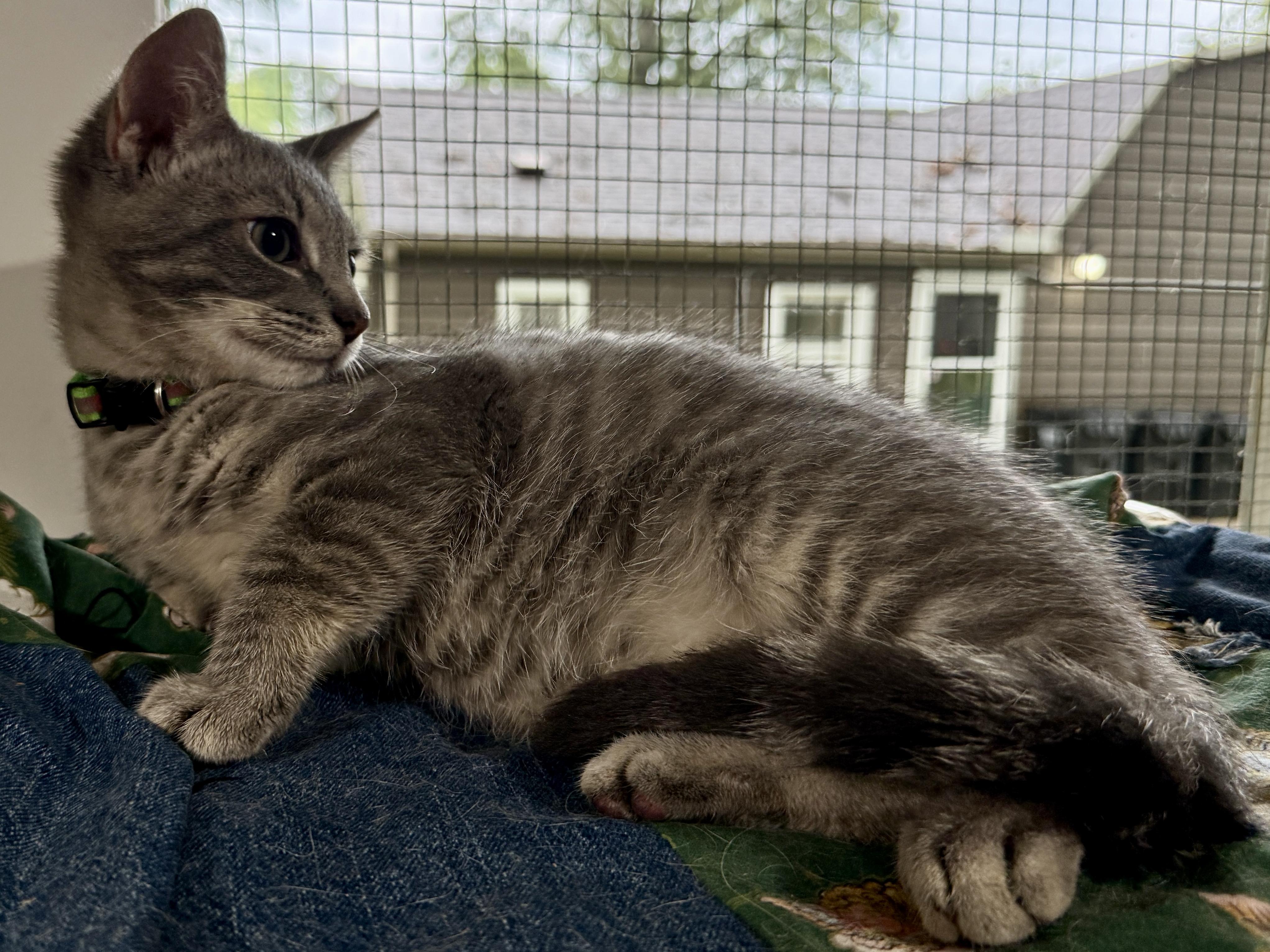 Ace, a ADOPTABLE Domestic Short Hair in Ashland, OH image 5/5