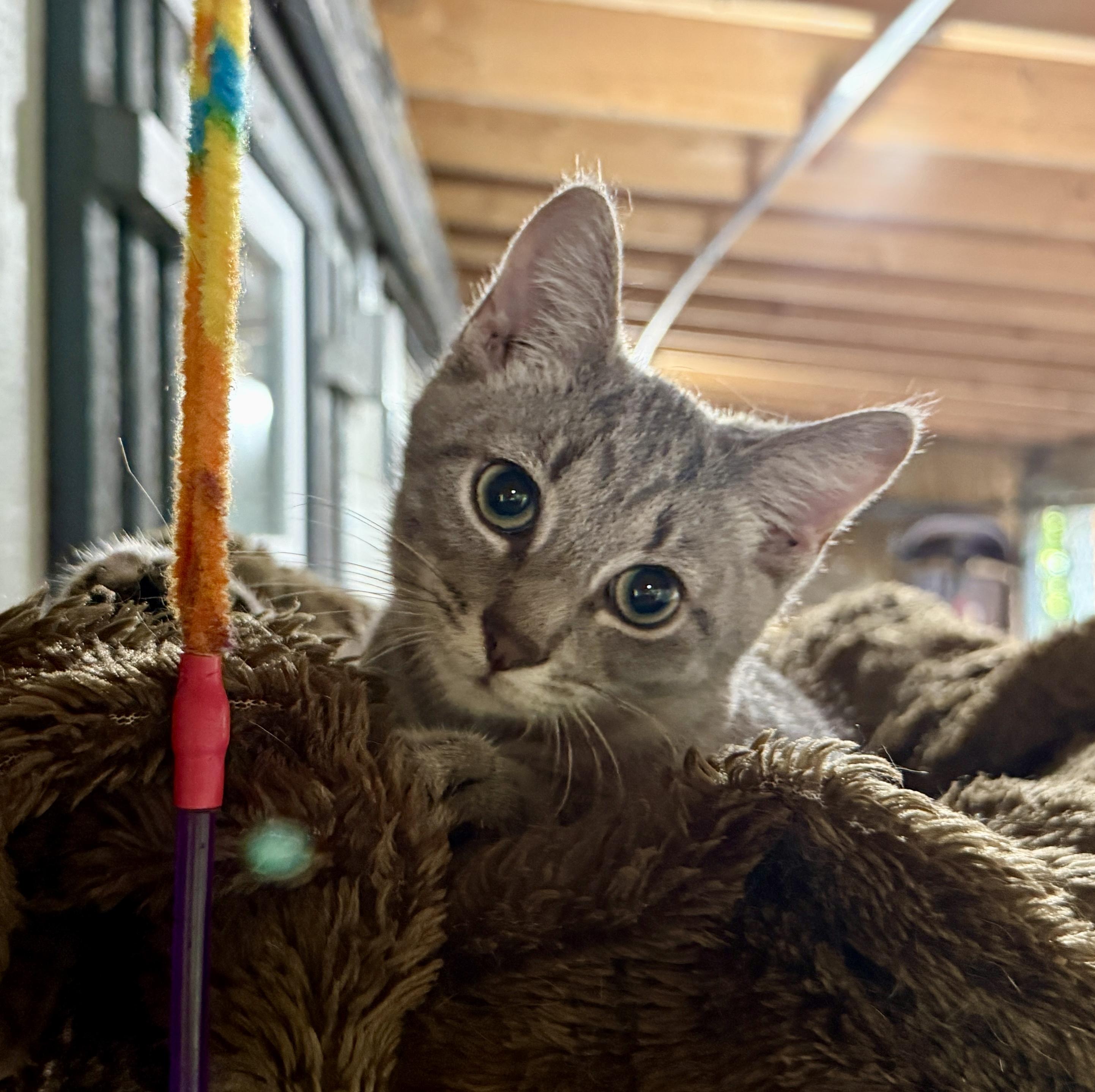Ace, ADOPTABLE, Kitten Male Domestic Short Hair.