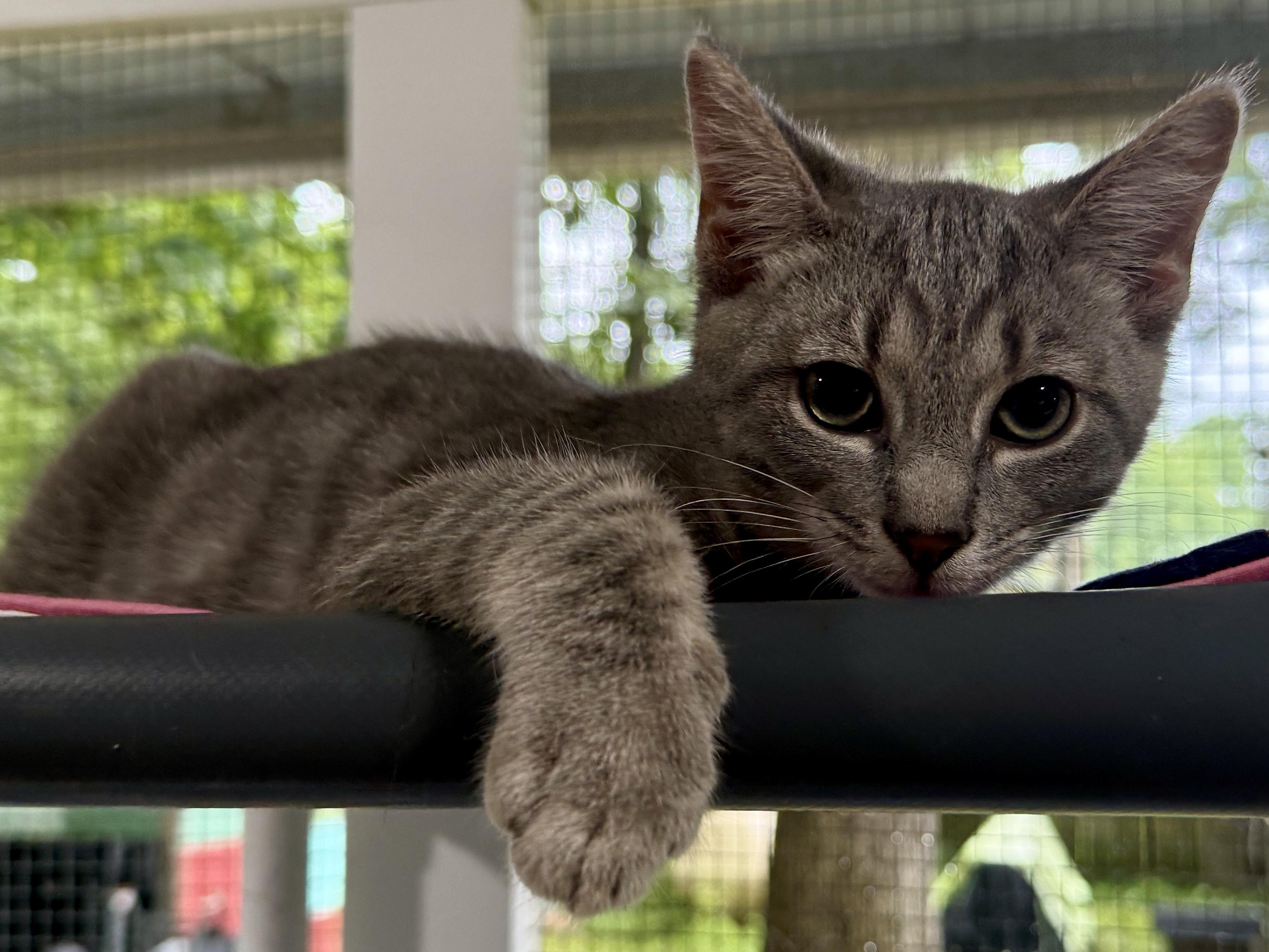 Ace, a ADOPTABLE Domestic Short Hair in Ashland, OH image 3/5