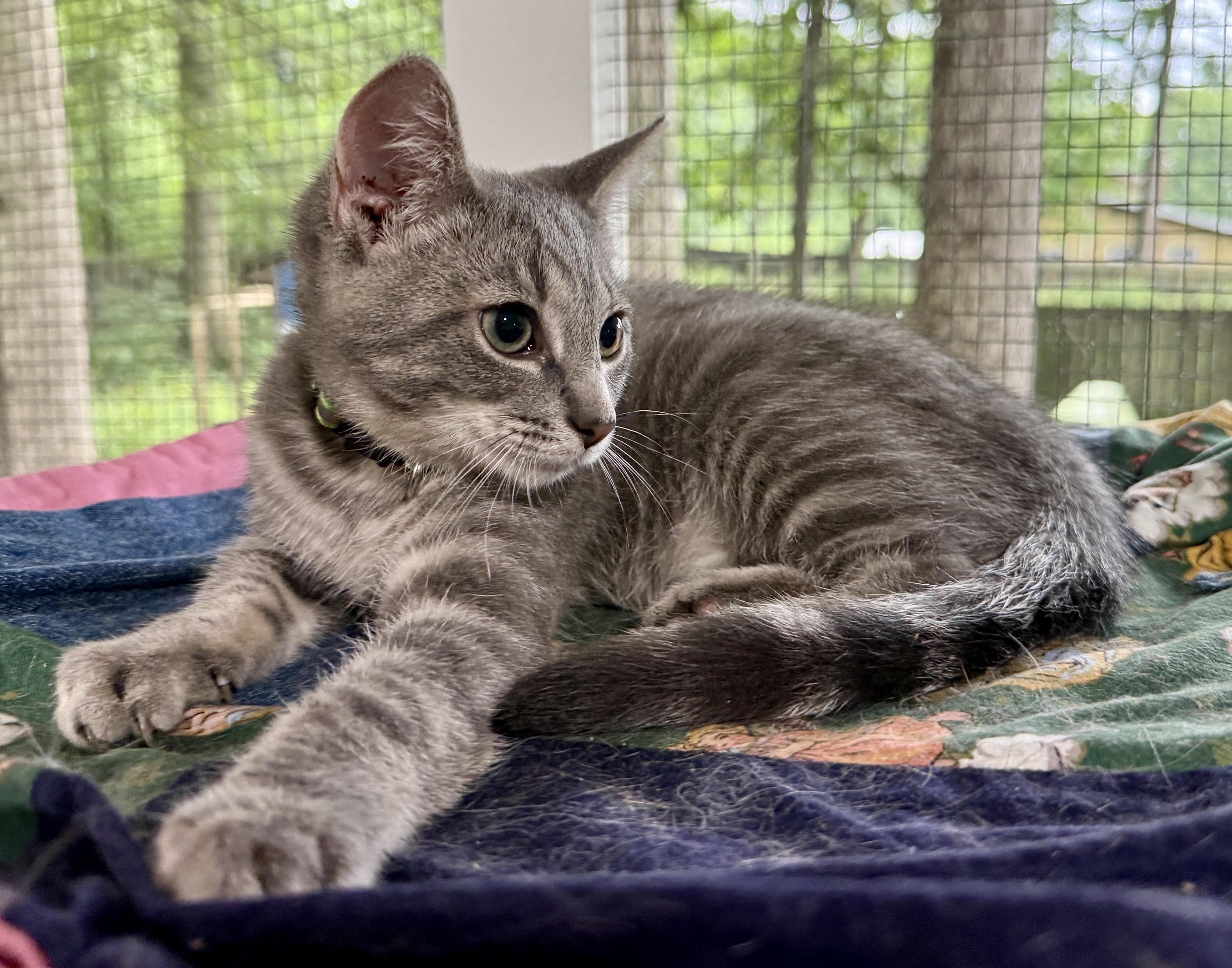 Ace, a ADOPTABLE Domestic Short Hair in Ashland, OH image 2/5