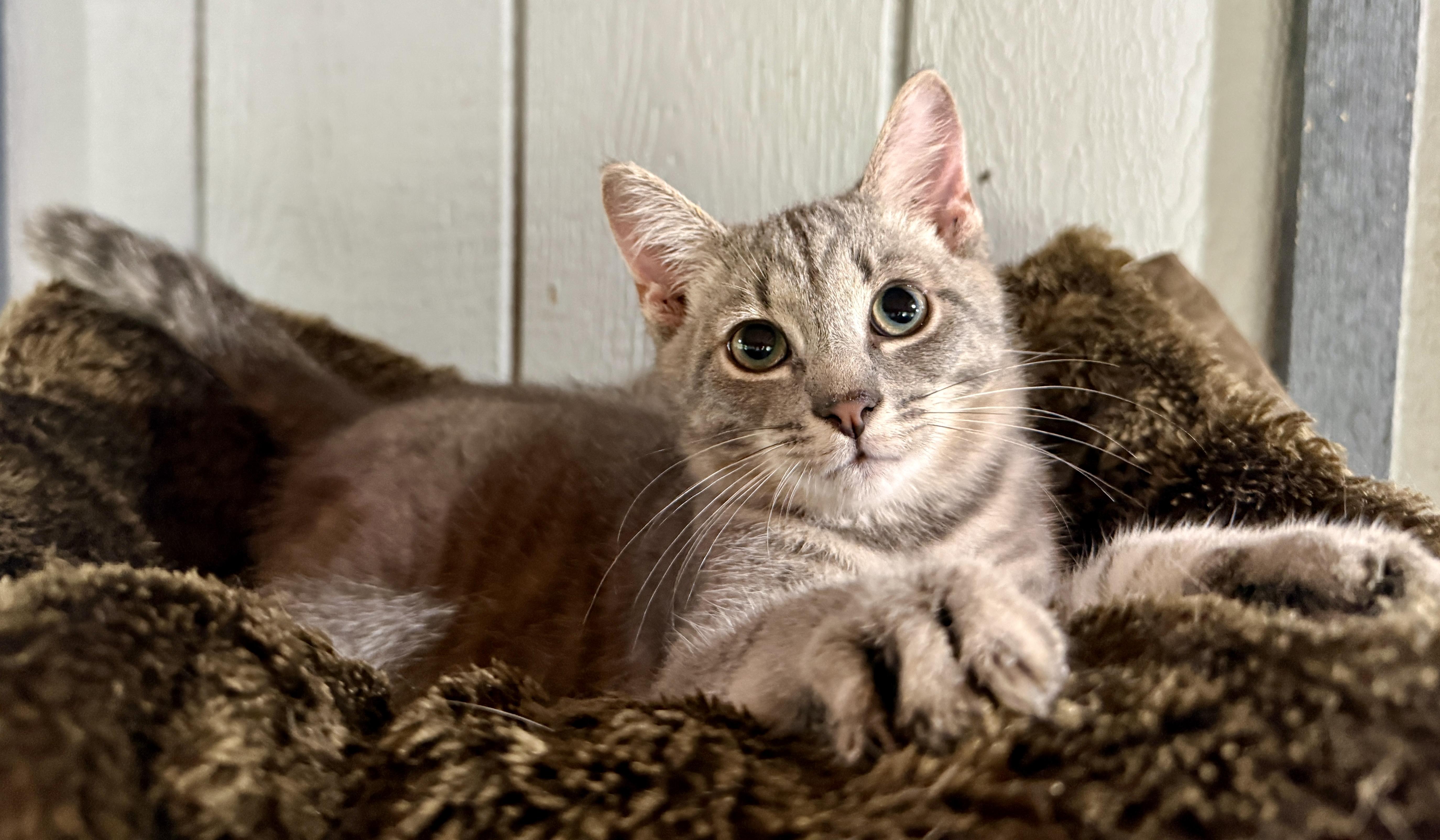 Ace, a ADOPTABLE Domestic Short Hair in Ashland, OH image 4/5