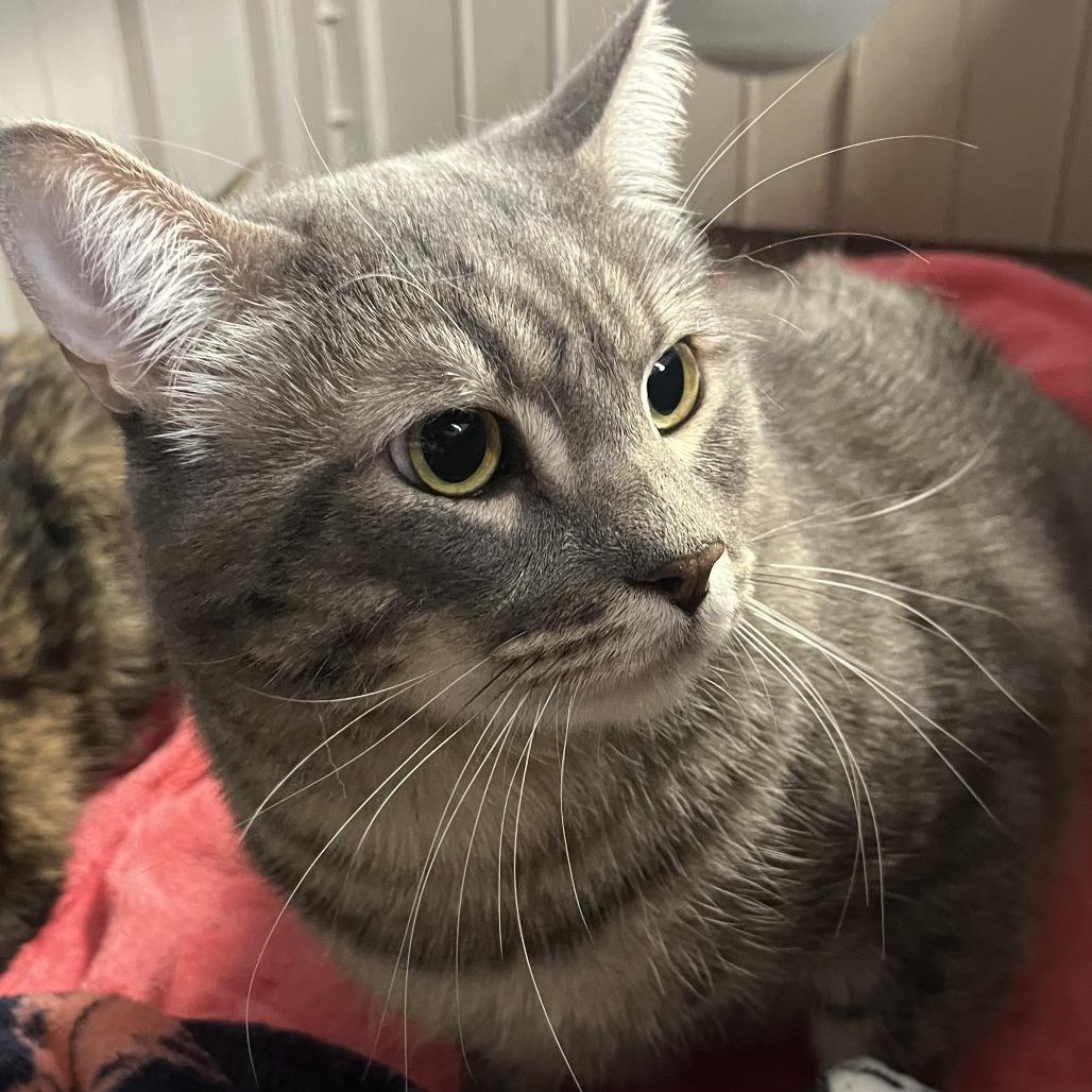 Sir Fergus, Adoptable, Adult Male Domestic Short Hair.