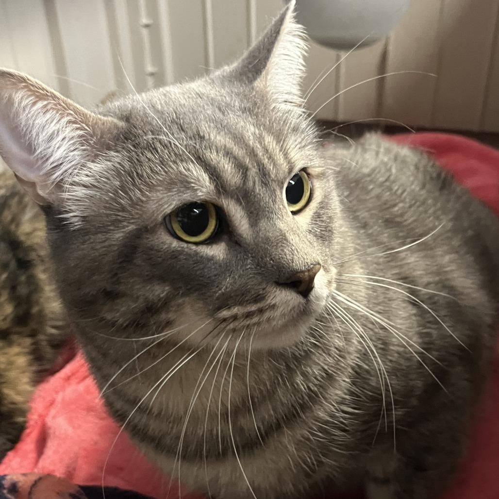 Enlarge Sir Fergus, a Adoptable Domestic Short Hair in Las Vegas, NV image 2/2