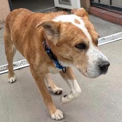 Bailey--Handsome Gent Comes with Vet Care Support for Life! — thumbnail 2