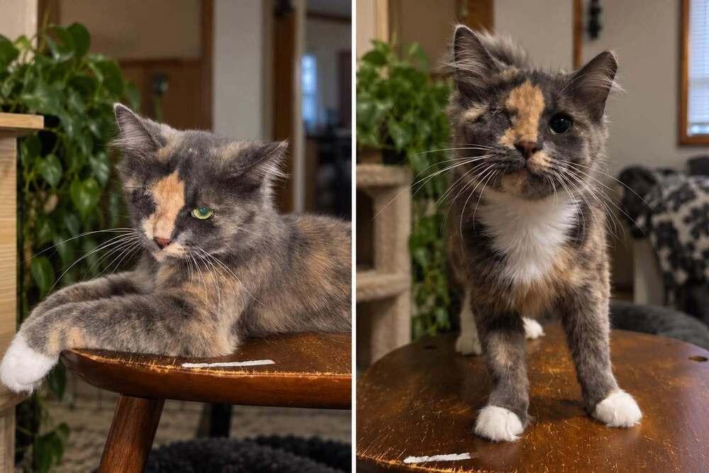 Ms. Kitty, Adoptable, Young Female Domestic Long Hair.