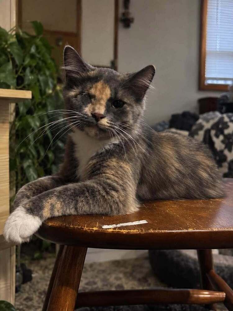 Enlarge Ms. Kitty, a Adoptable Domestic Long Hair in Salisbury, NC image 2/2