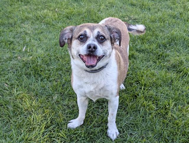 Enlarge BABY, a ADOPTABLE mixed breed in San Clemente, CA image 1/1