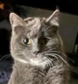 More Kitties Coming Soon! We had a hugely success adoption event on January 17th., a ADOPTABLE Domestic Short Hair in Reno, NV image 5/6