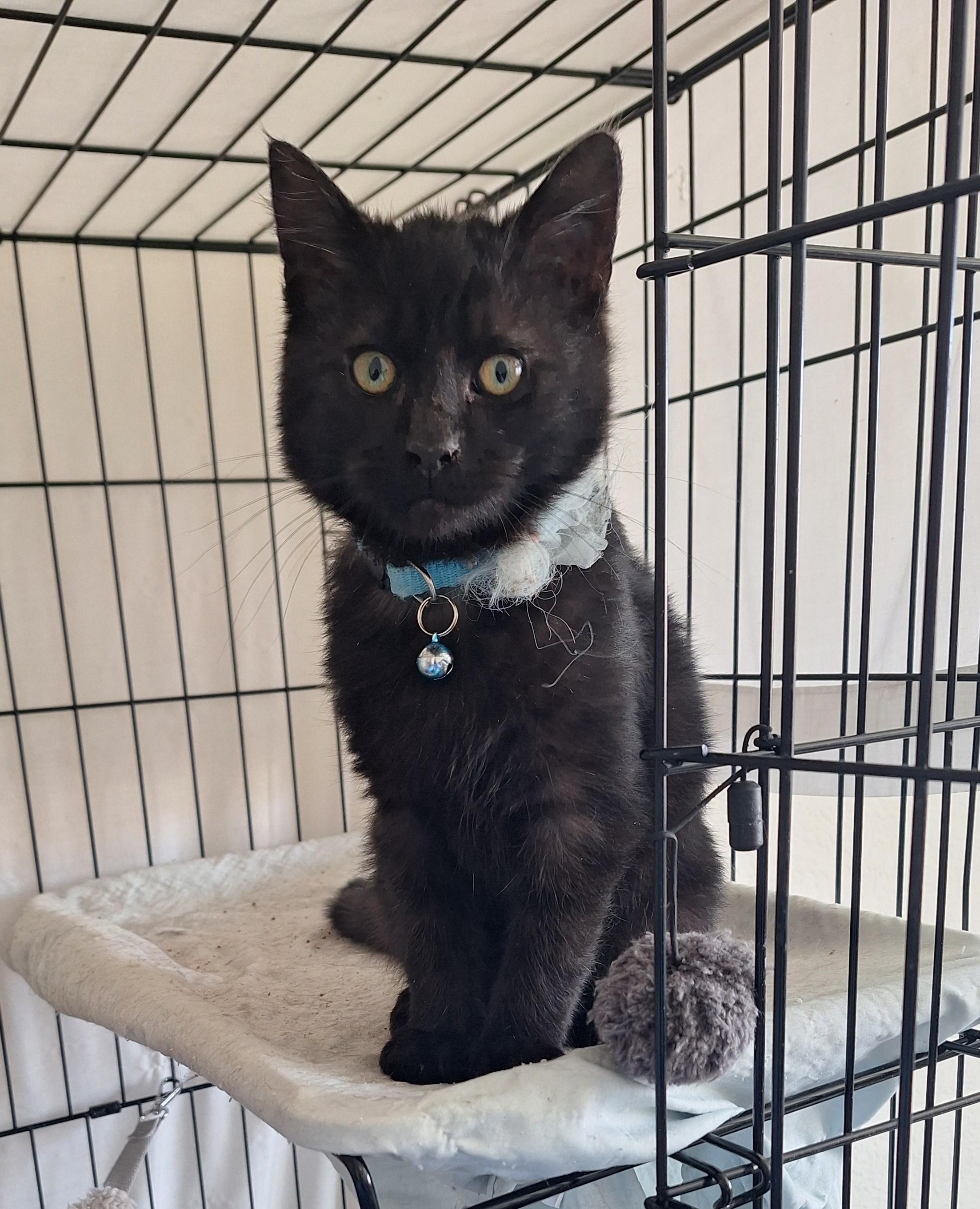 Enlarge More kitties coming soon!, a ADOPTABLE Domestic Short Hair in Reno, NV image 2/5