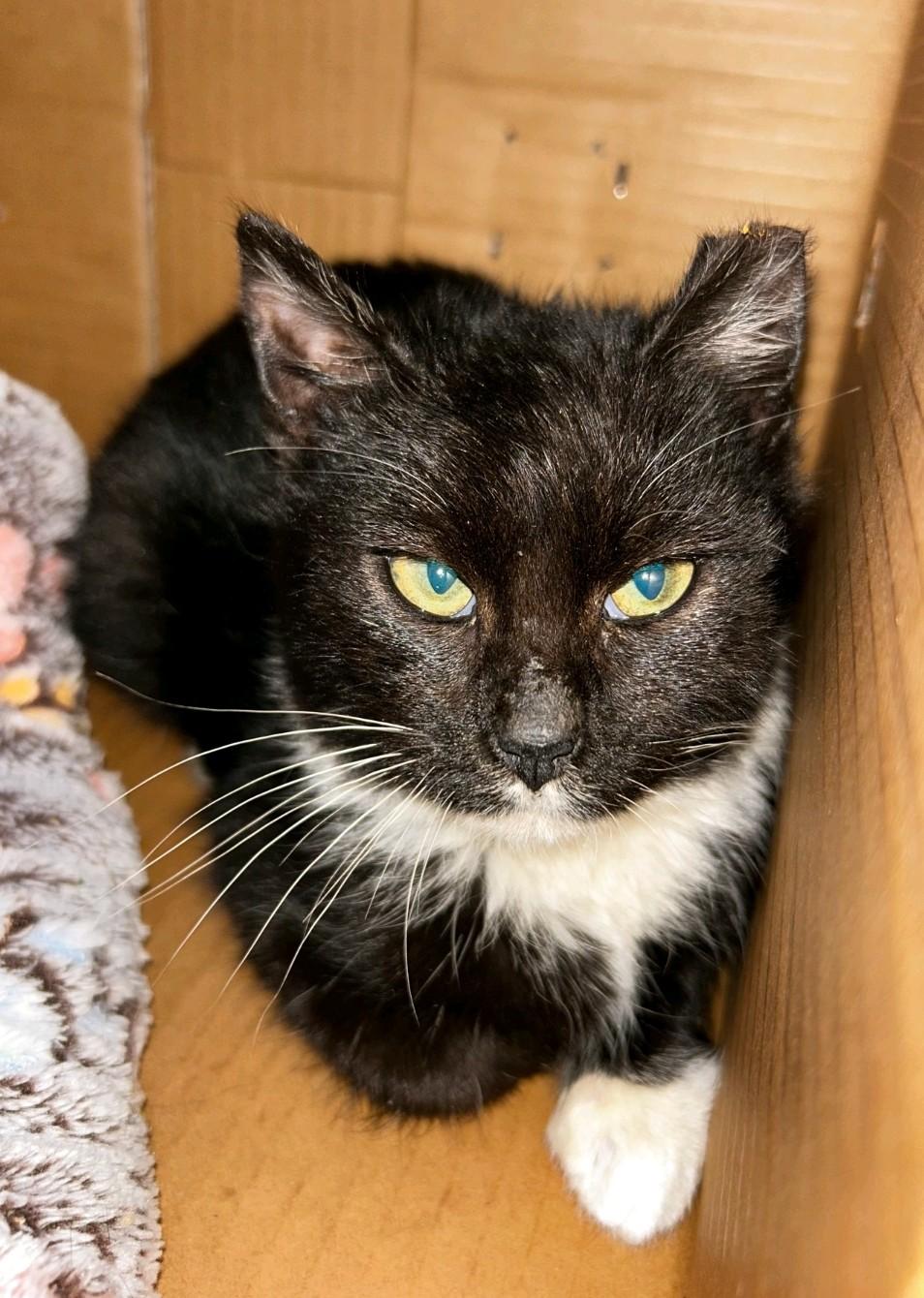 Enlarge More kitties coming soon!, a ADOPTABLE Domestic Short Hair in Reno, NV image 5/5