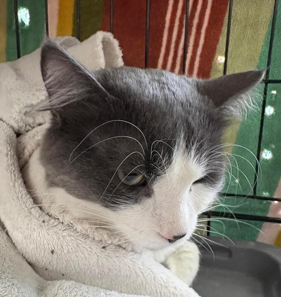 Enlarge More kitties coming soon!, a ADOPTABLE Domestic Short Hair in Reno, NV image 4/5