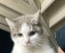 More Kitties Coming Soon! We had a hugely success adoption event on January 17th., a ADOPTABLE Domestic Short Hair in Reno, NV image 6/6