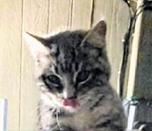 More Kitties Coming Soon! We had a hugely success adoption event on January 17th., a ADOPTABLE Domestic Short Hair in Reno, NV image 3/6