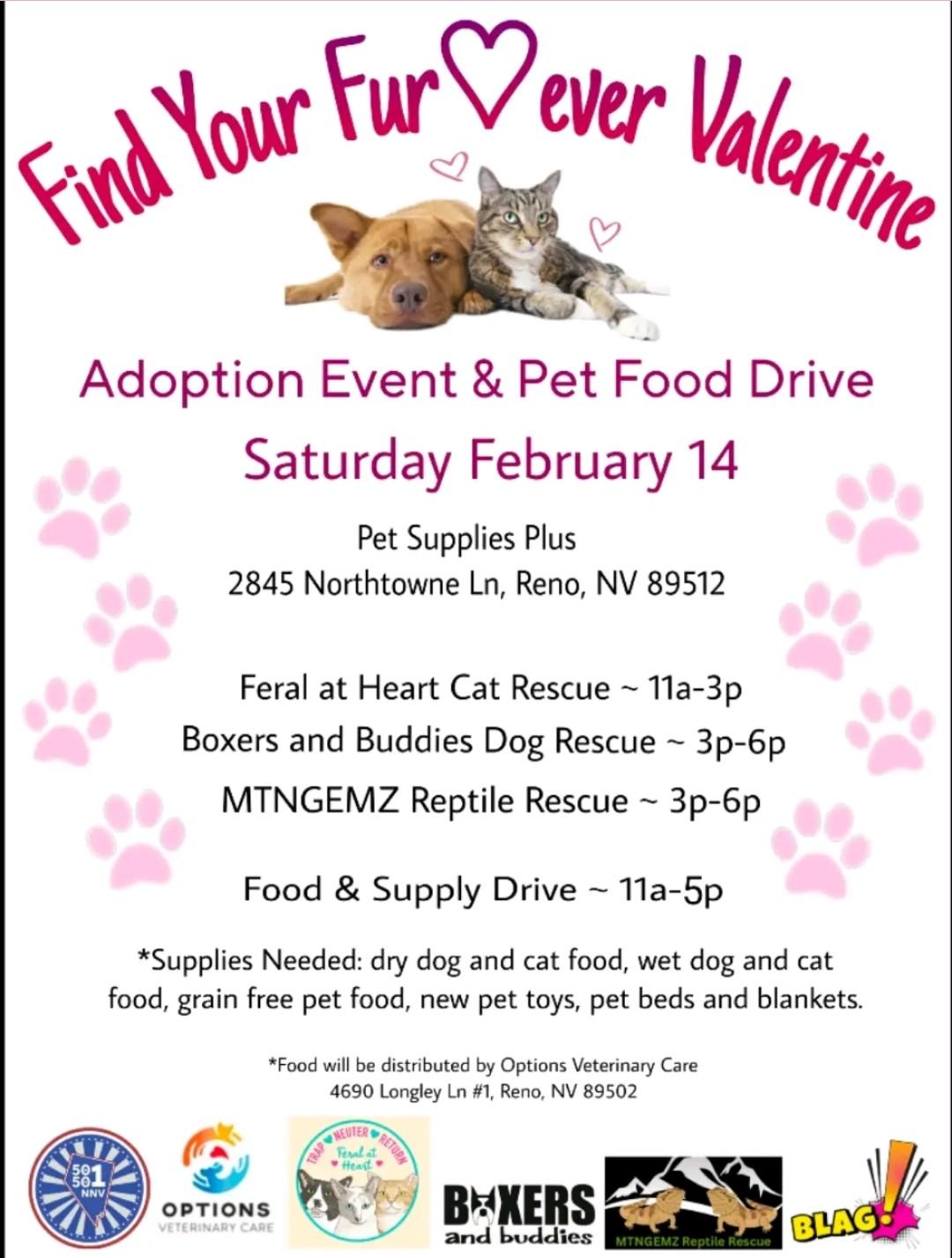 Enlarge More Kitties Coming Soon! Next Adoption Event February 14th!, a ADOPTABLE Domestic Short Hair in Reno, NV image 1/5