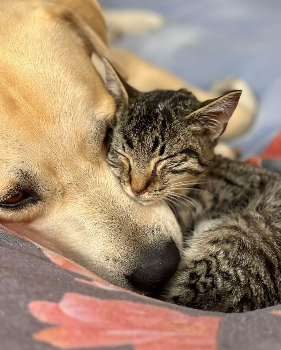 Enlarge More Kitties Coming Soon! Next Adoption Event February 14th!, a ADOPTABLE Domestic Short Hair in Reno, NV image 4/5