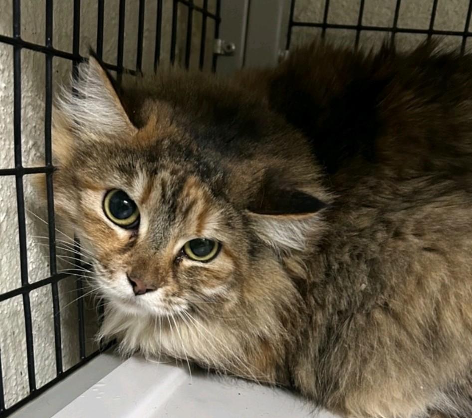 More kitties coming soon!, ADOPTABLE, Kitten Male Domestic Short Hair.