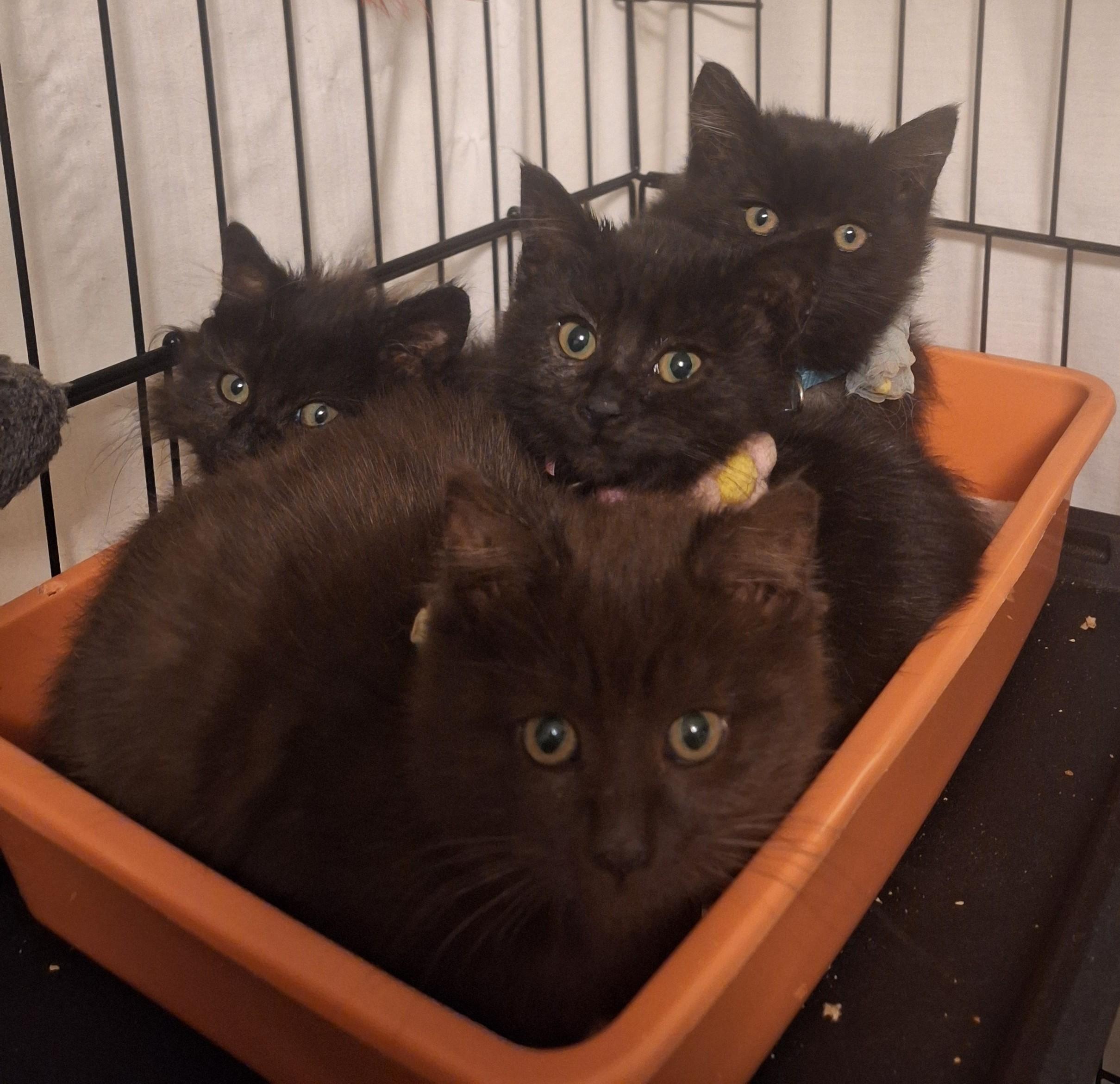 More Kitties Coming Soon! We had a hugely success adoption event on January 17th., a ADOPTABLE Domestic Short Hair in Reno, NV image 1/6