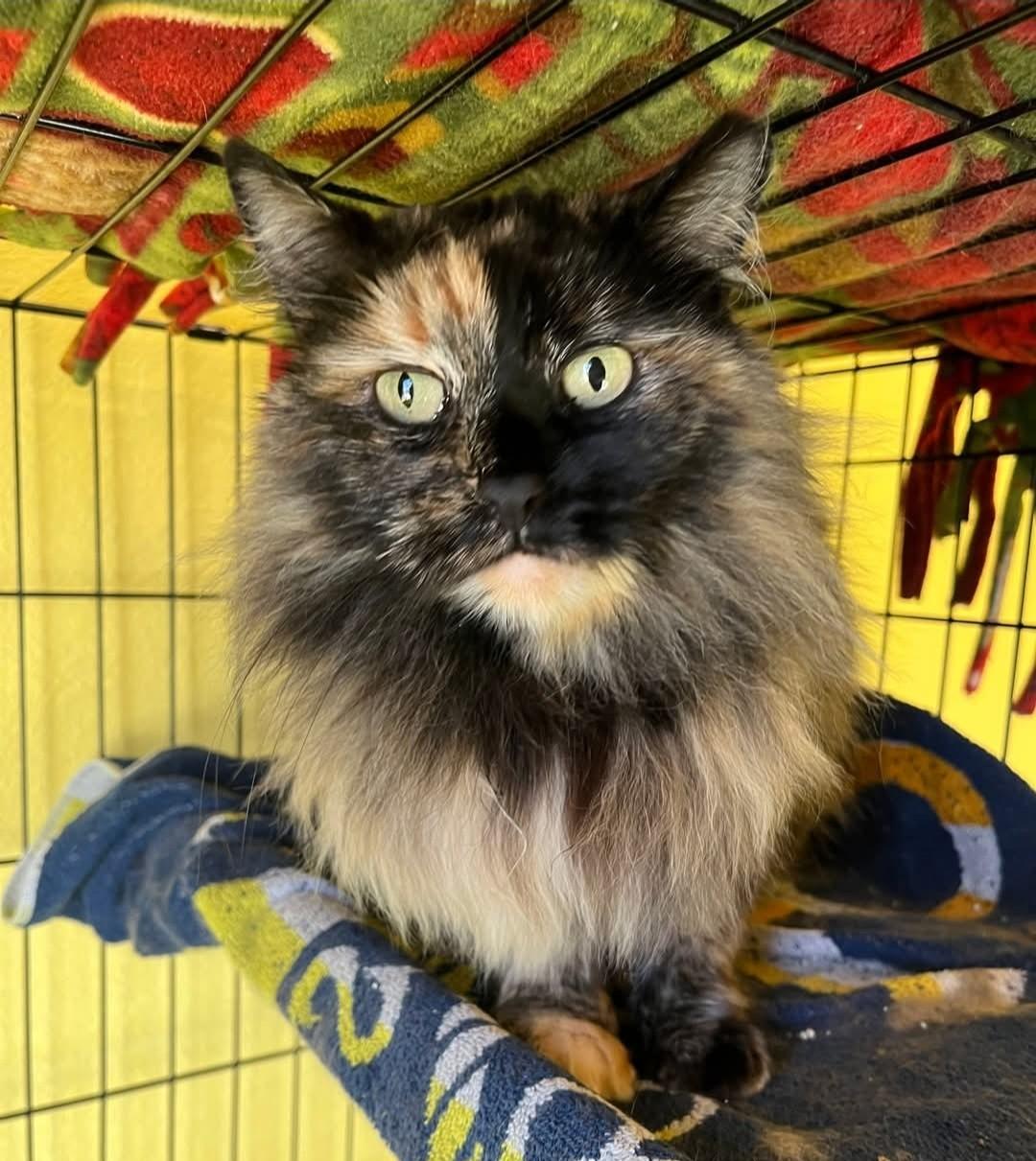 Enlarge More Kitties Coming Soon! Next Adoption Event February 14th!, a ADOPTABLE Domestic Short Hair in Reno, NV image 3/5