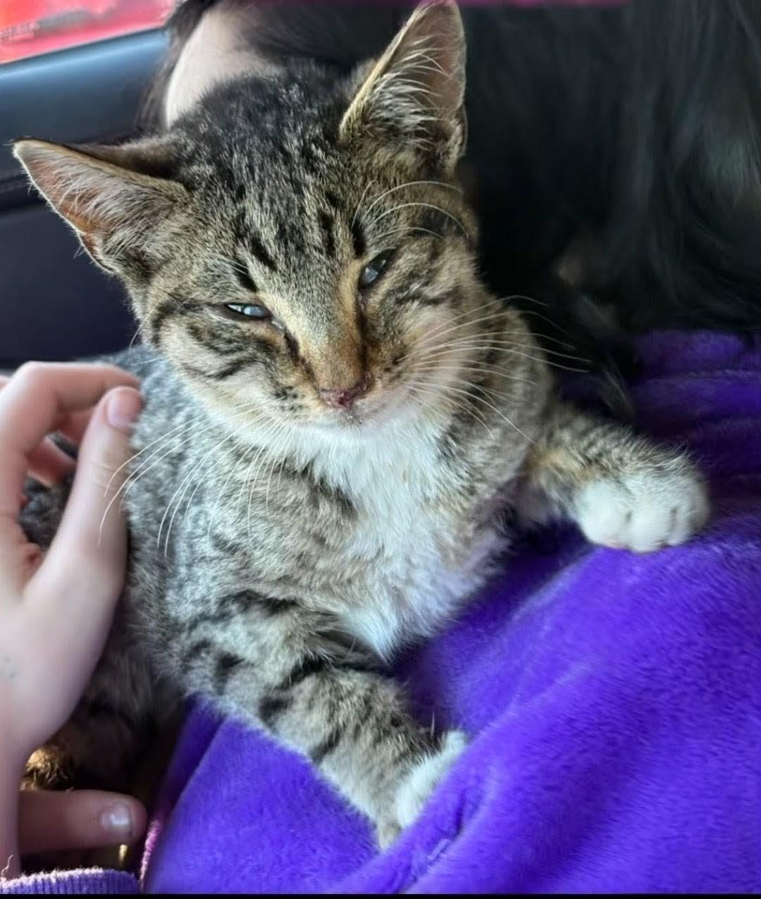 More Kitties Coming Soon! We had a hugely success adoption event on January 17th., a ADOPTABLE Domestic Short Hair in Reno, NV image 2/6