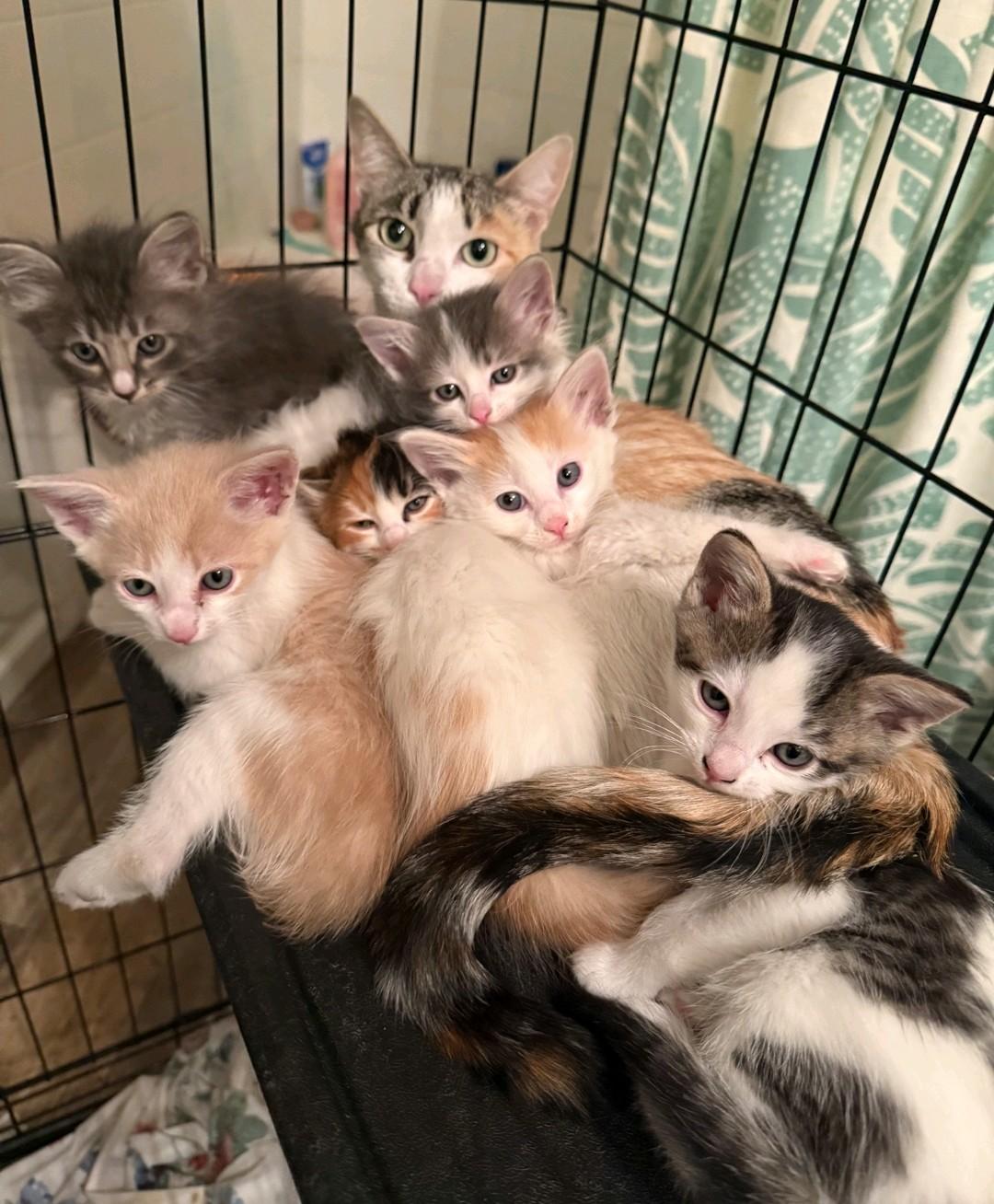 Enlarge More Kitties Coming Soon! Next Adoption Event February 14th!, a ADOPTABLE Domestic Short Hair in Reno, NV image 5/5