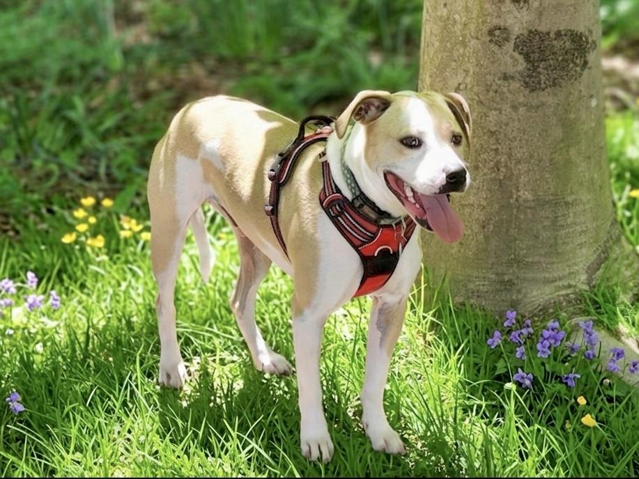 Enlarge Irish, an adoptable mixed breed in Huntingtown, MD image 4/5