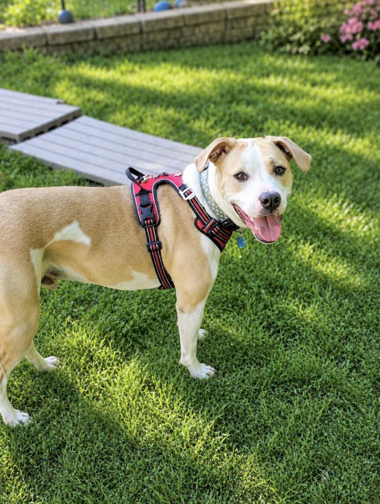 Enlarge Irish, an adoptable mixed breed in Huntingtown, MD image 3/5
