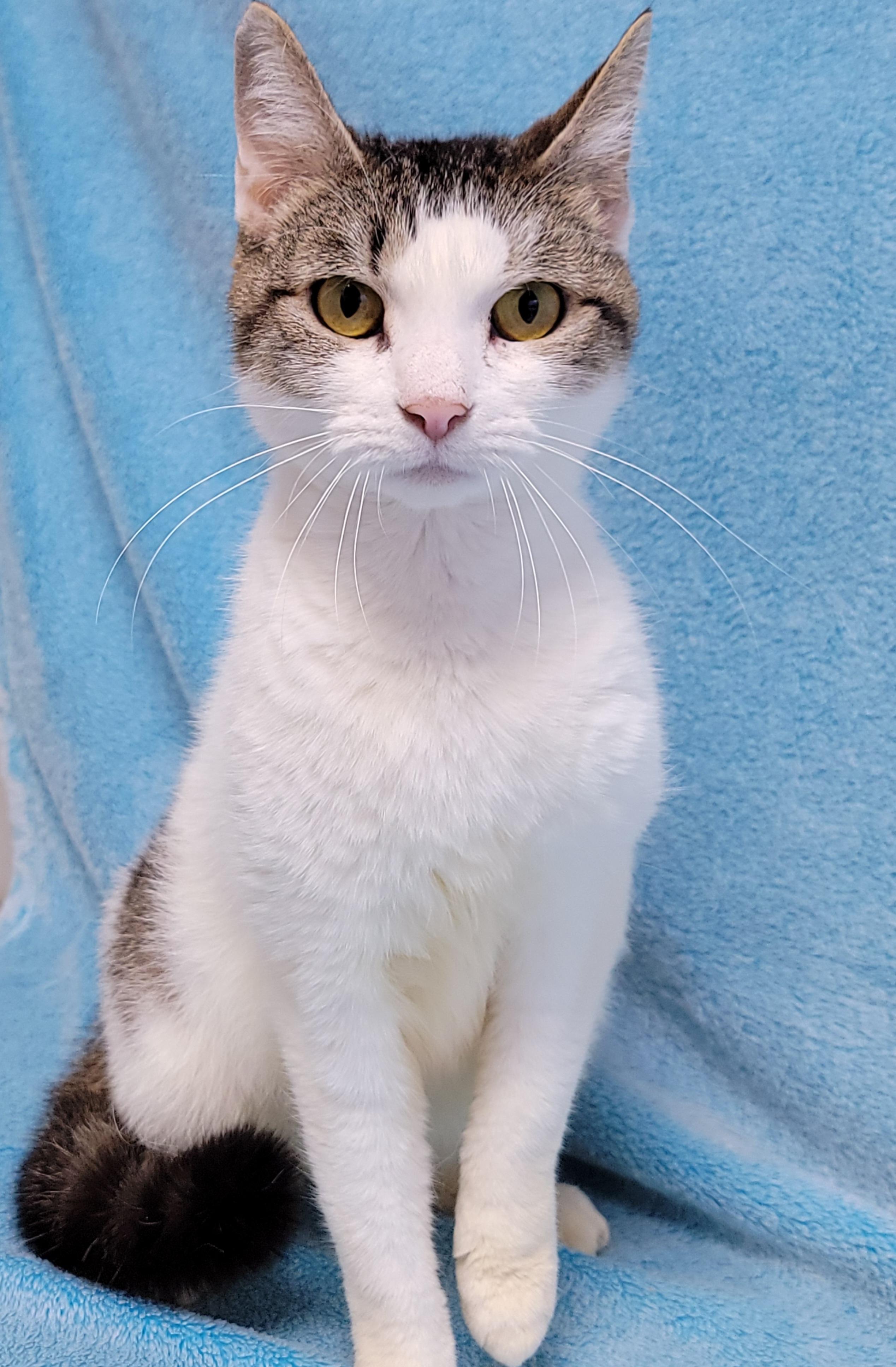 Enlarge Prim, a Adoptable Domestic Short Hair in Hornell, NY image 1/1