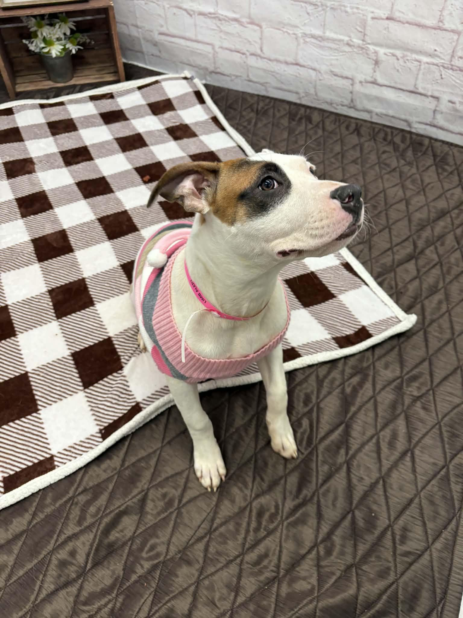 Cassie, a Adoptable mixed breed in Oxford, MI image 4/4