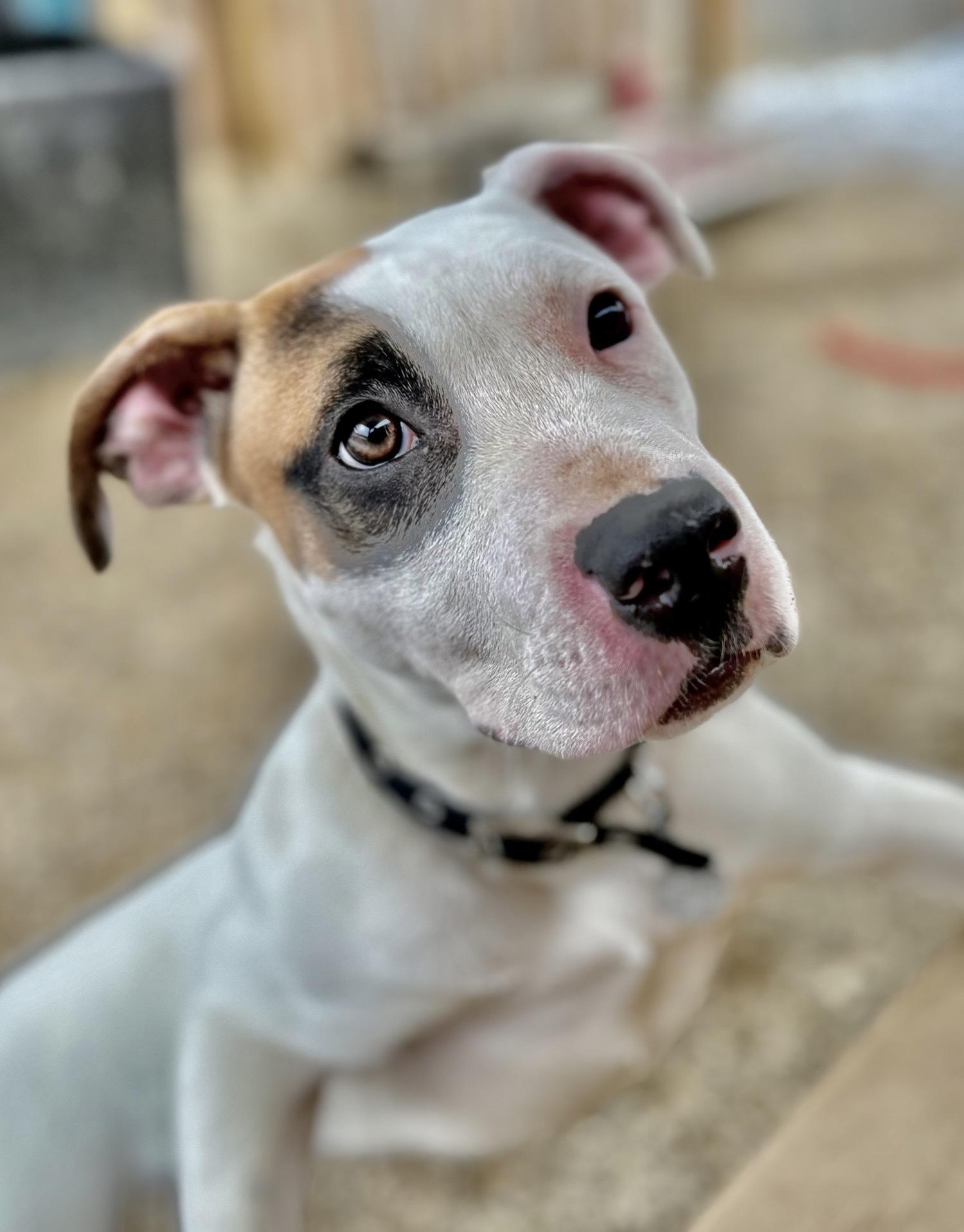 Cassie, a Adoptable mixed breed in Oxford, MI image 1/4