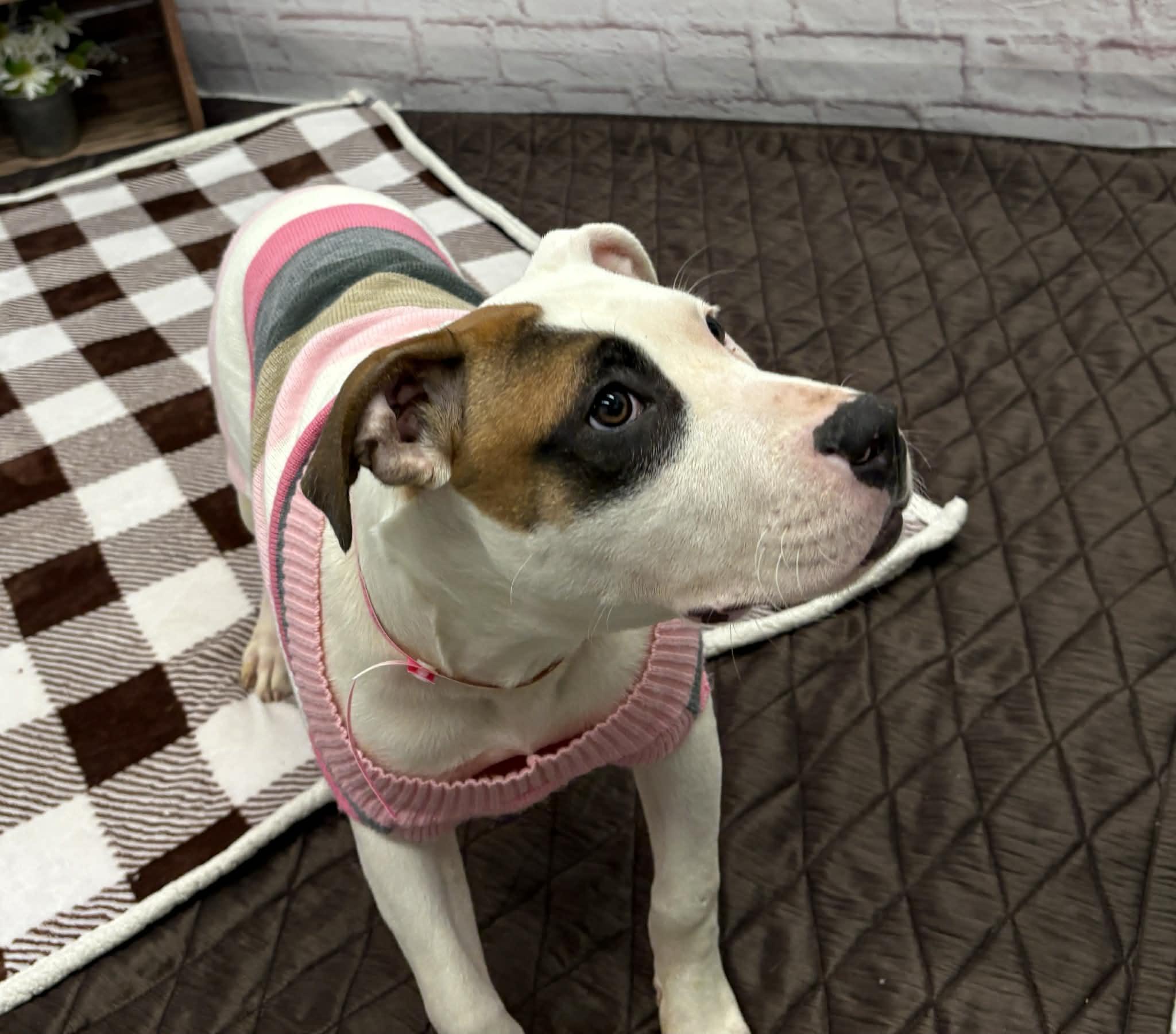Cassie, a Adoptable mixed breed in Oxford, MI image 2/4