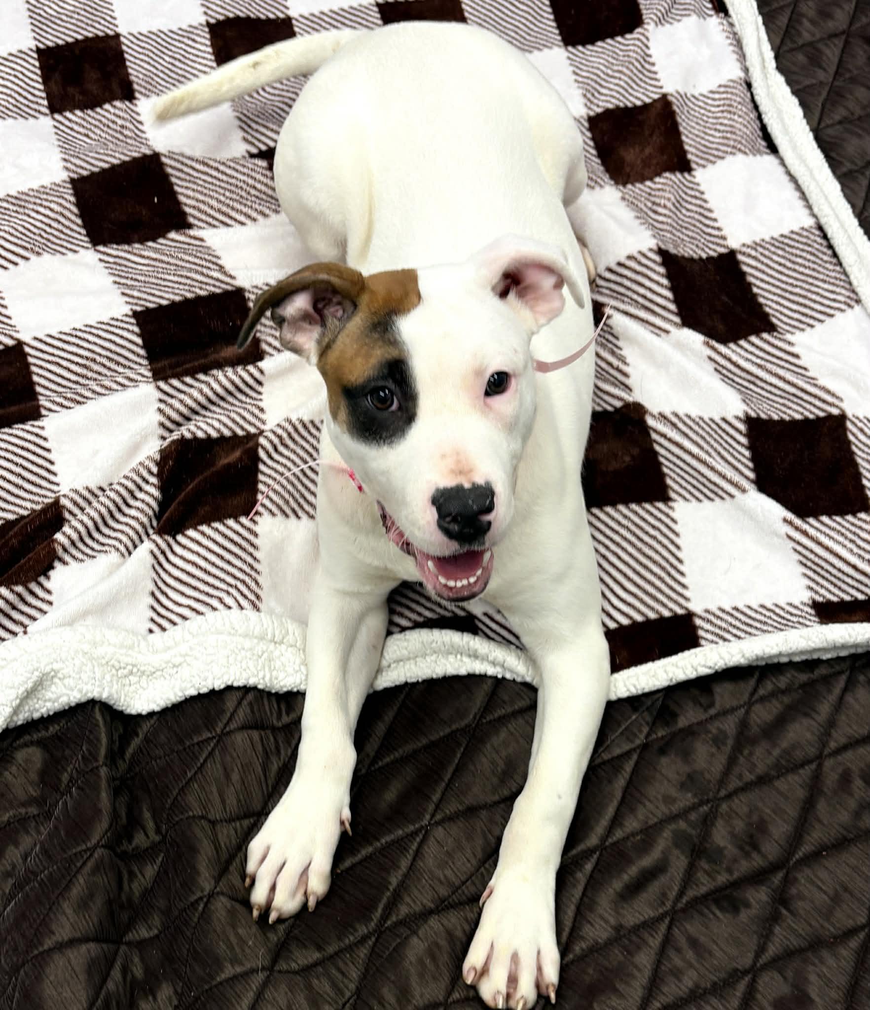 Cassie, a Adoptable mixed breed in Oxford, MI image 3/4