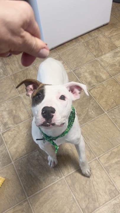 Enlarge Cassie, a hold mixed breed in Oxford, MI video 6/6