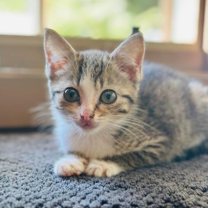 Olive, Adoptable, Kitten Female Domestic Short Hair.