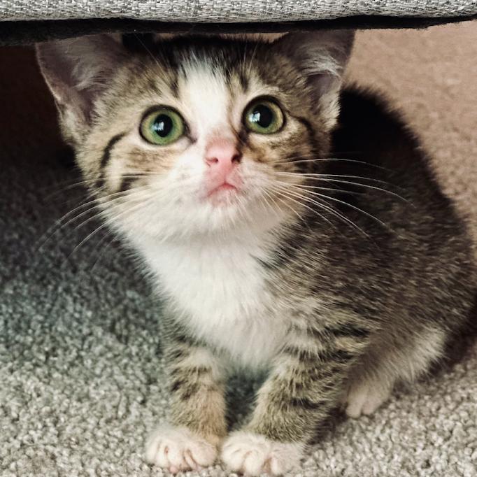 Enlarge Olive, a Adoptable Domestic Short Hair in Madison, WI image 3/6