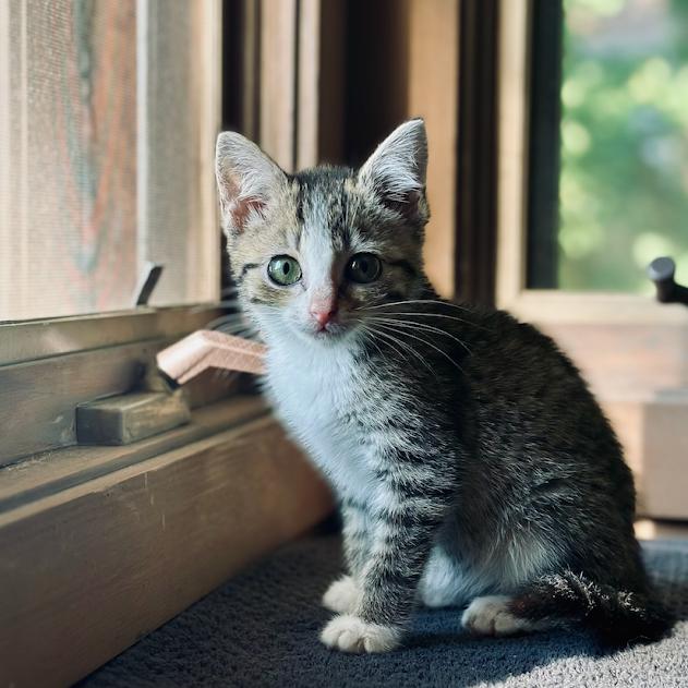 Enlarge Olive, a Adoptable Domestic Short Hair in Madison, WI image 4/6