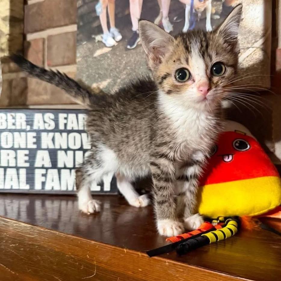 Enlarge Olive, a Adoptable Domestic Short Hair in Madison, WI image 5/6