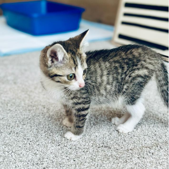Enlarge Olive, a Adoptable Domestic Short Hair in Madison, WI image 6/6