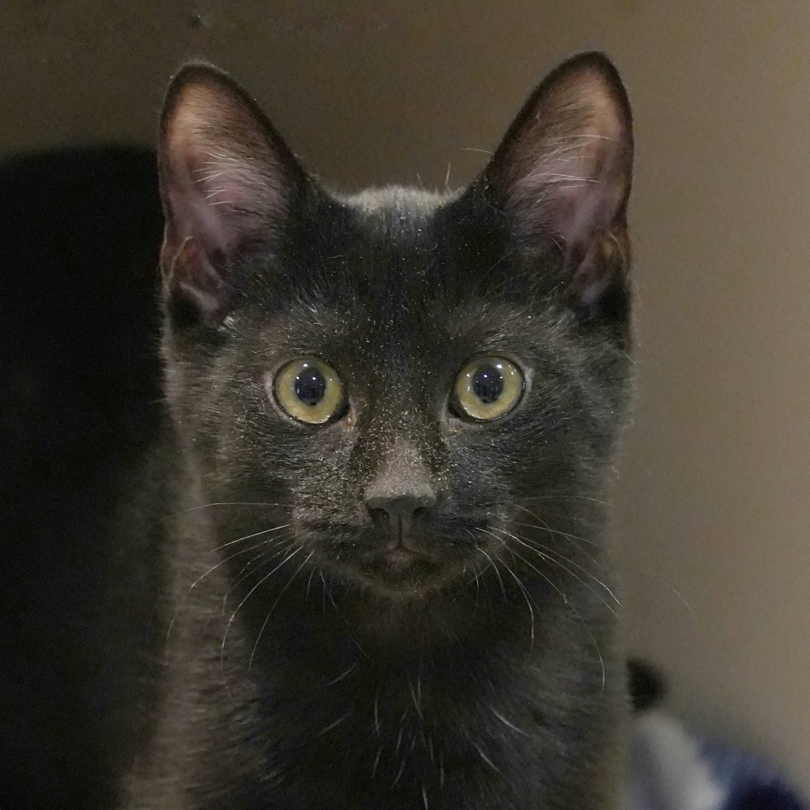 Cat for adoption Chairon 54718, a Domestic Short Hair in Aiken, SC