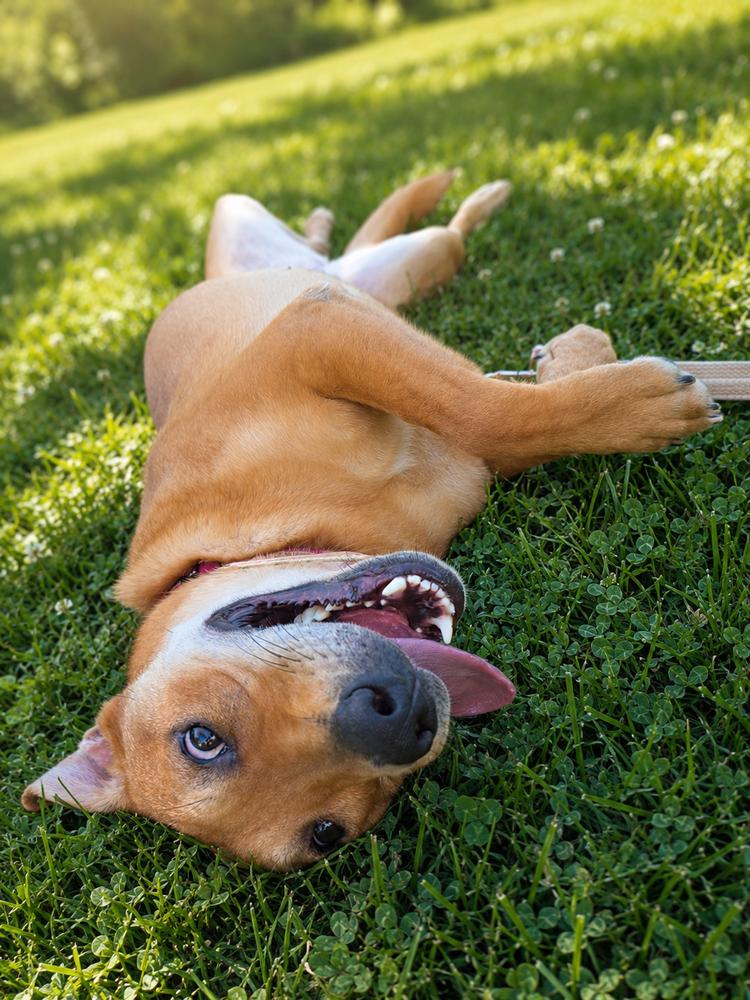 Poppy Roux, a Adoptable mixed breed in Oakland, MI image 2/4