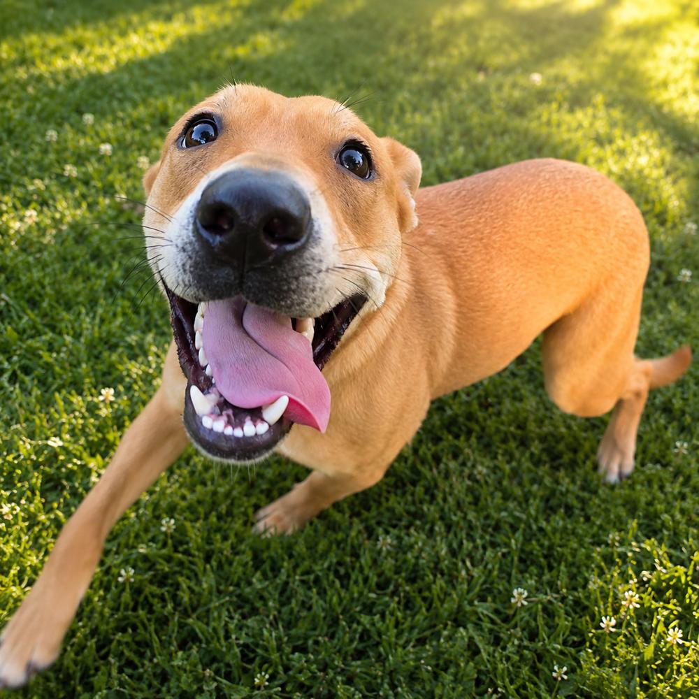 Poppy Roux, a Adoptable mixed breed in Oakland, MI image 3/4