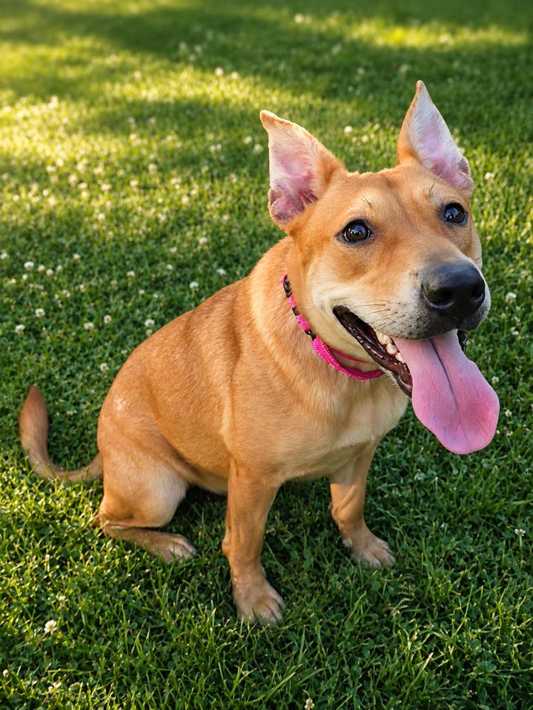 Poppy Roux, a Adoptable mixed breed in Oakland, MI image 4/4