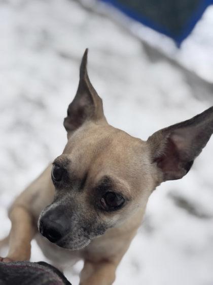 Enlarge Cinnamon, a Adoptable mixed breed in Hobart, IN image 2/3