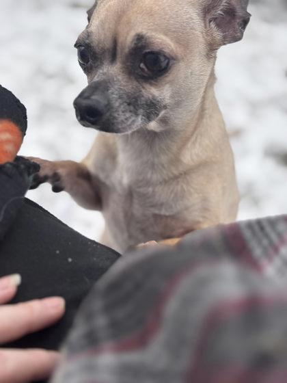Enlarge Cinnamon, a Adoptable mixed breed in Hobart, IN image 3/3