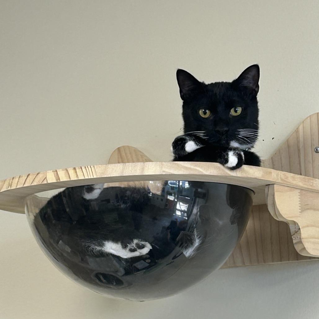 Enlarge Candyman, a Adoptable Domestic Short Hair in Huntsville, AL image 1/5