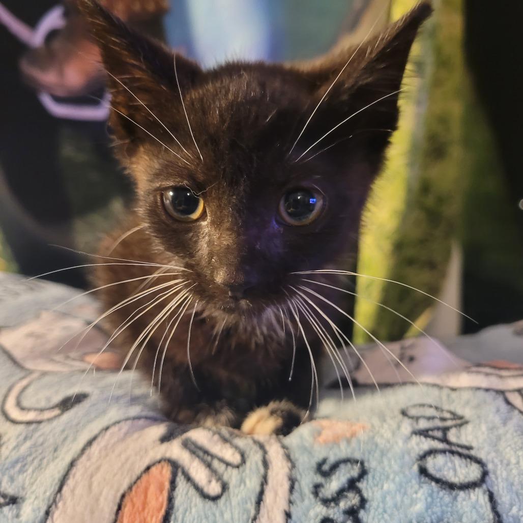 Candyman, Adoptable, Kitten Male Domestic Short Hair.